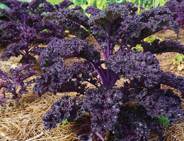 Kale ‘Redbor’.